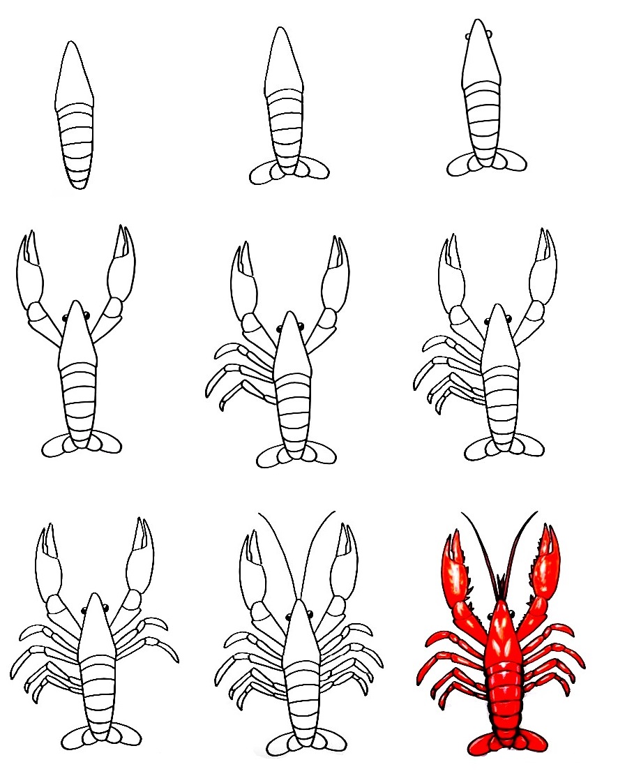 Lobster-Drawing