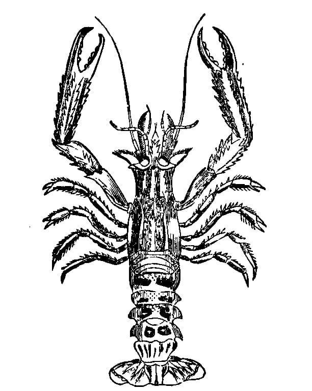 Lobster For Children Image Coloring Page