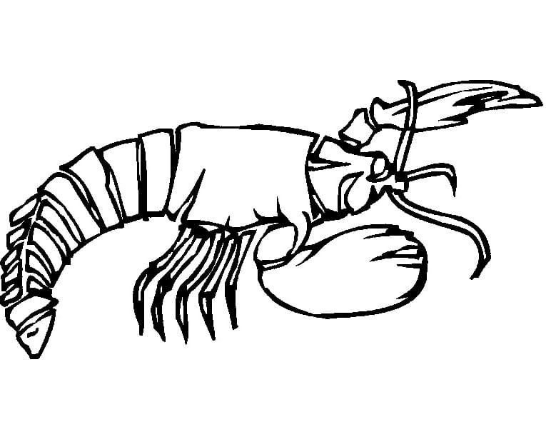 Lobster Sweet Image For Kids