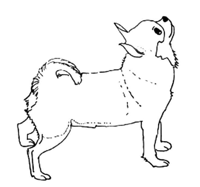 Long Haired Chihuahua Coloring Page