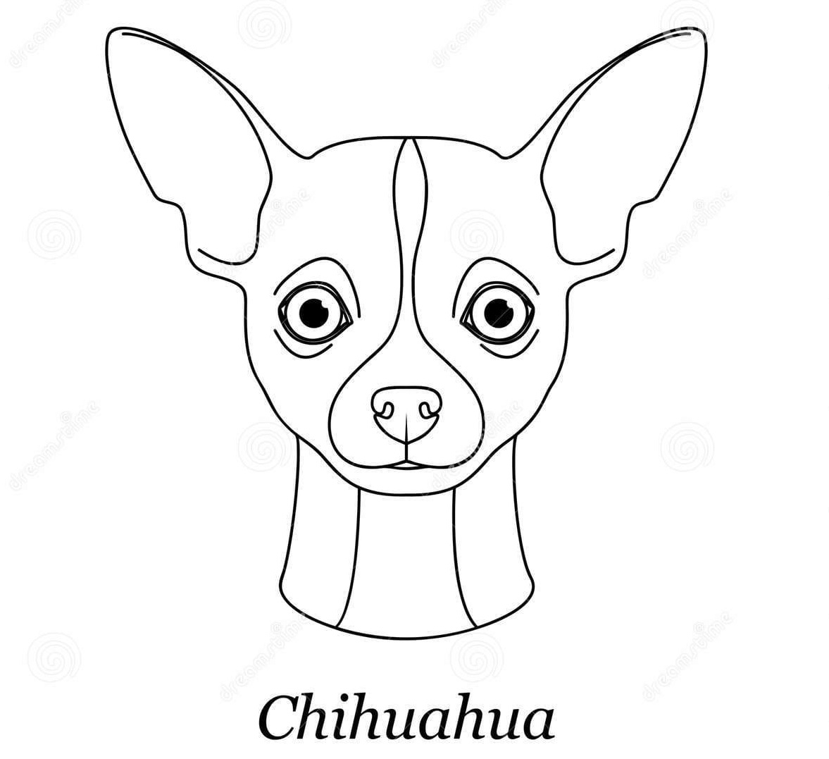 Lovely Chihuahua Sheets Coloring Page