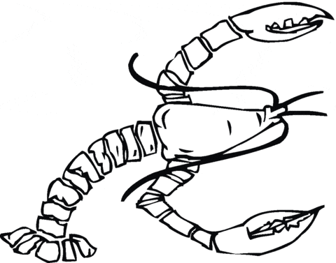 Maine Lobster Image