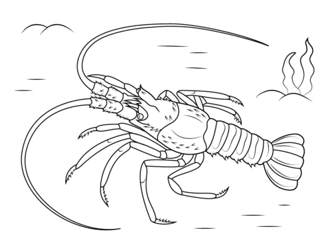 Mediterranean Lobster Image