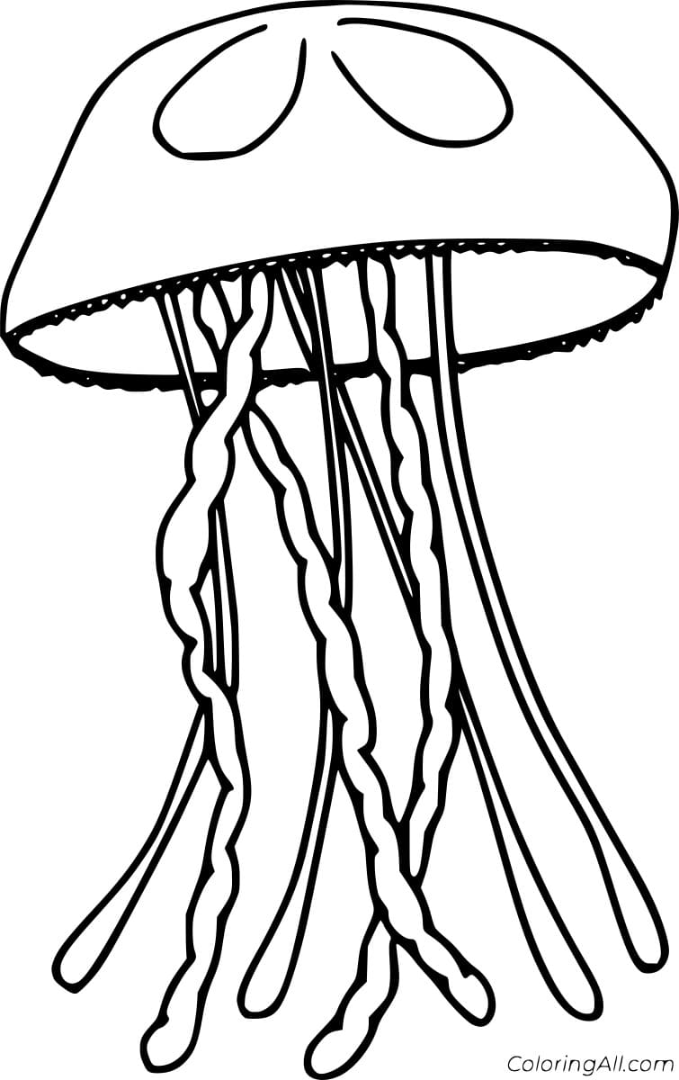 Moon Jellyfish Image