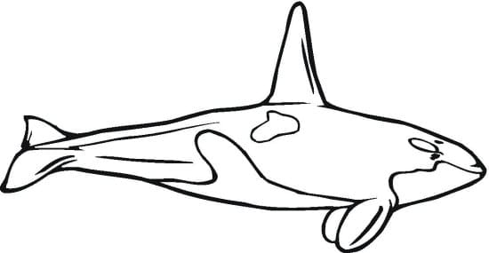 Orca Whale Image