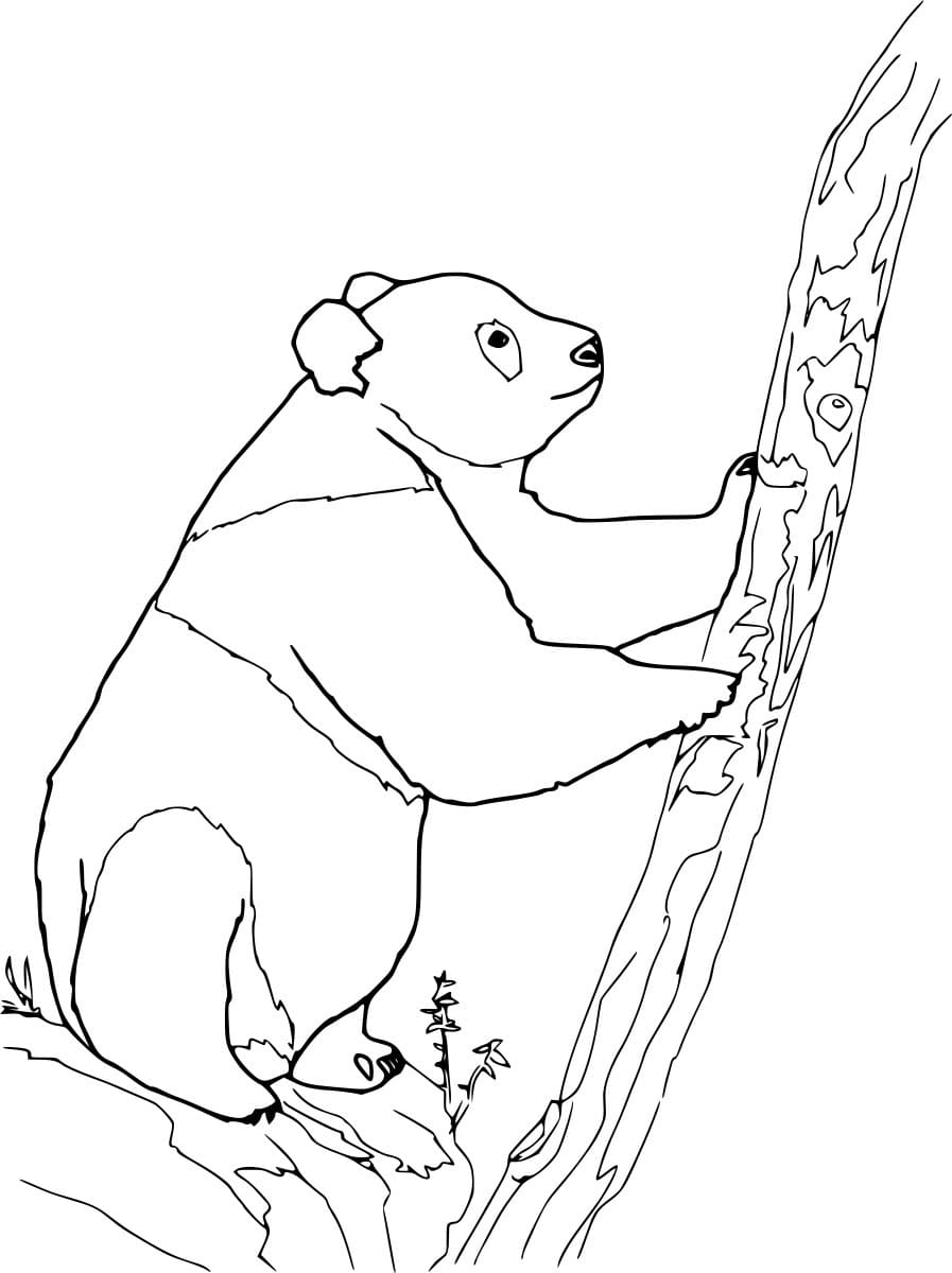 Panda Climbing The Tree Coloring Page