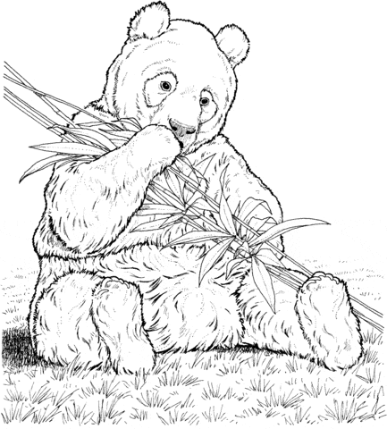 Panda Eats Bamboo Image Coloring Page