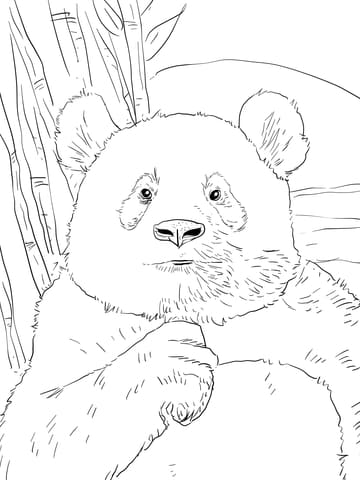 Panda Portrait Coloring Page