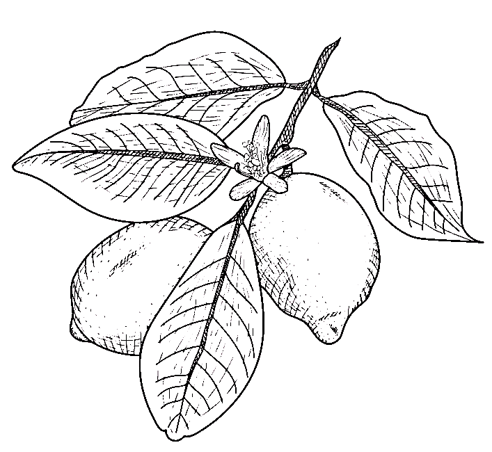 Picture Of Lemon Sweet Coloring Page