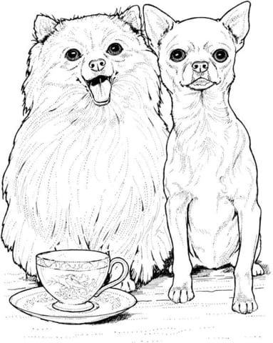 Pomeranian Dog And Chihuahua