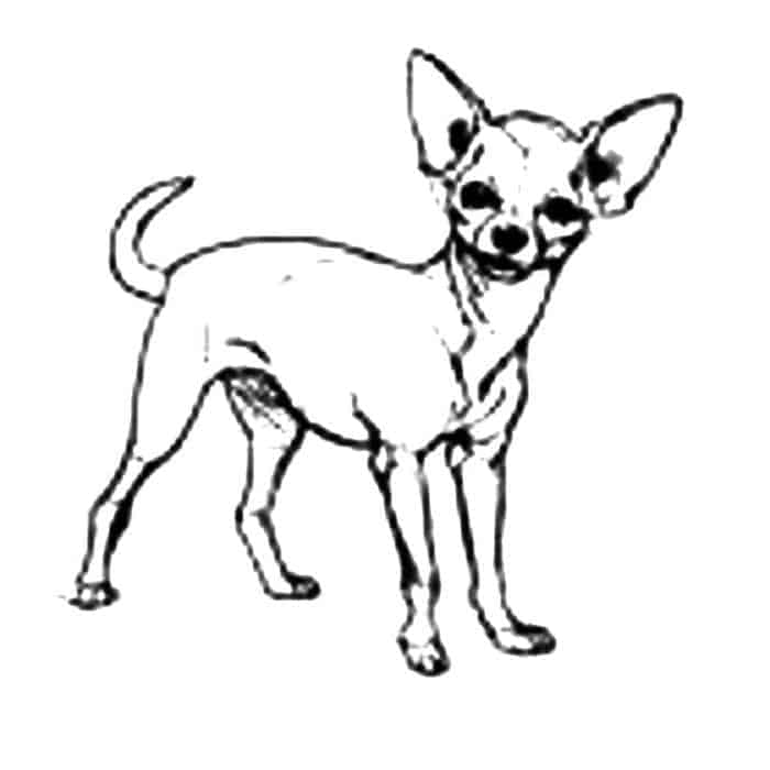 Printable Chihuahua Adult Image