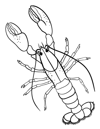 Printable Lobster Image For Kids