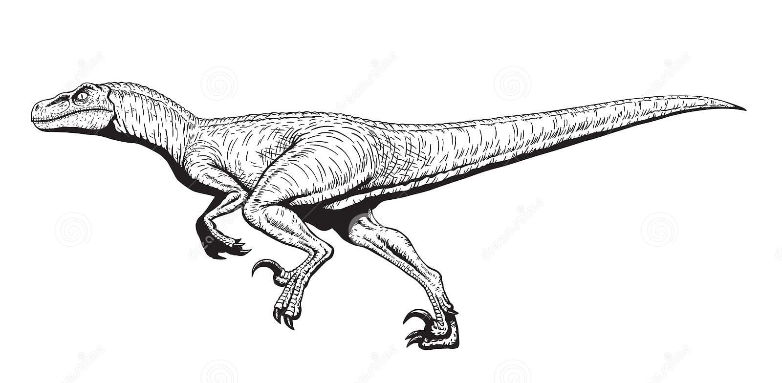 Printable Raptor Dinosaurs
