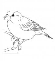 Printable Robin Coloring Pages