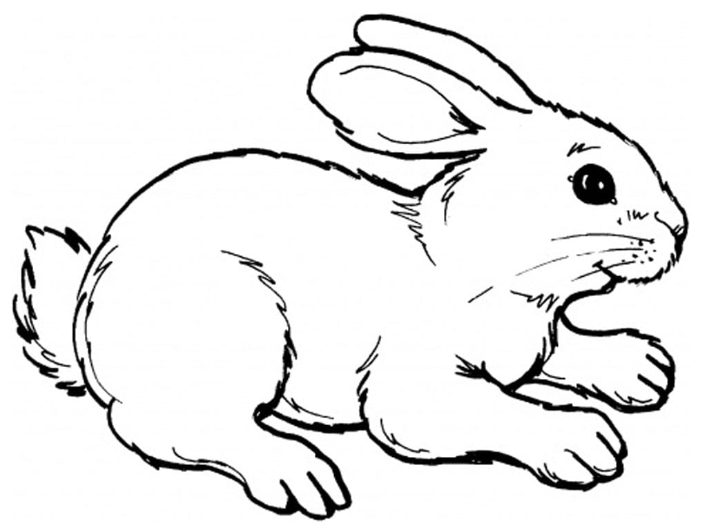 Rabbit For Kids Picture