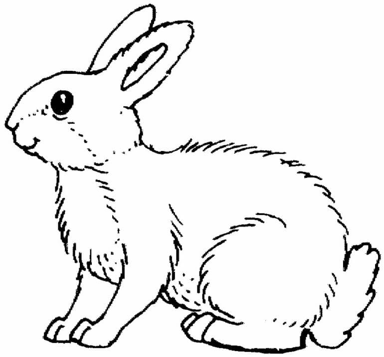 Rabbit For Kids