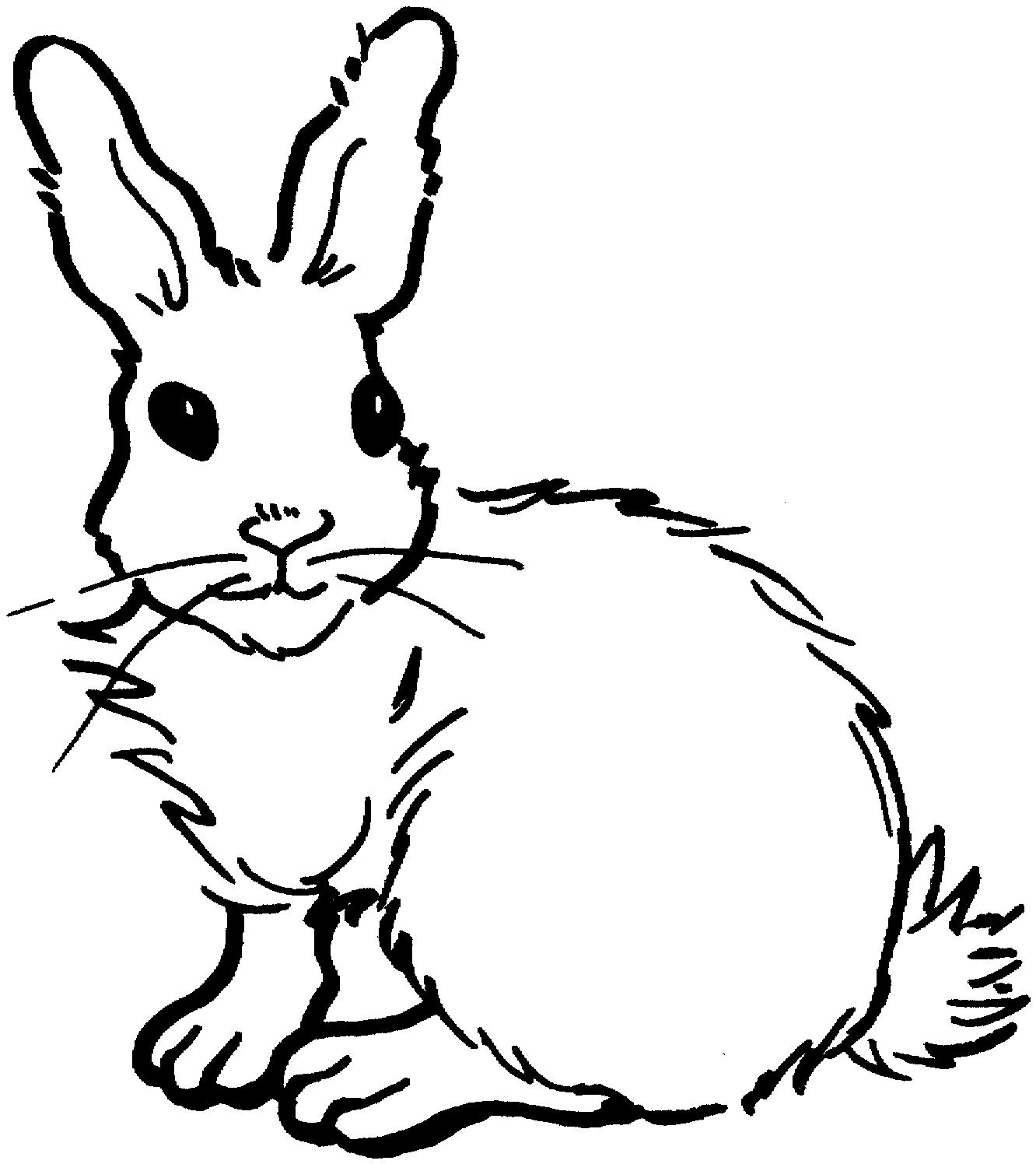 Rabbit Image