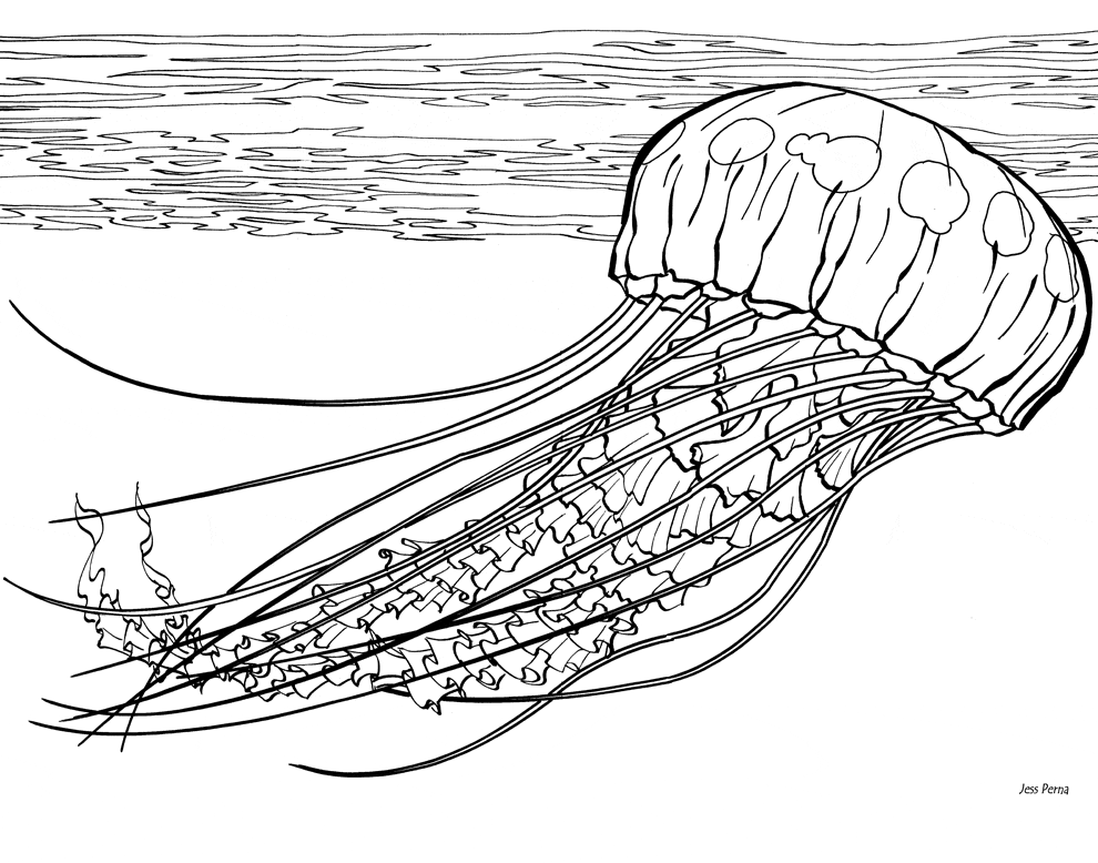 Realistic Jellyfish