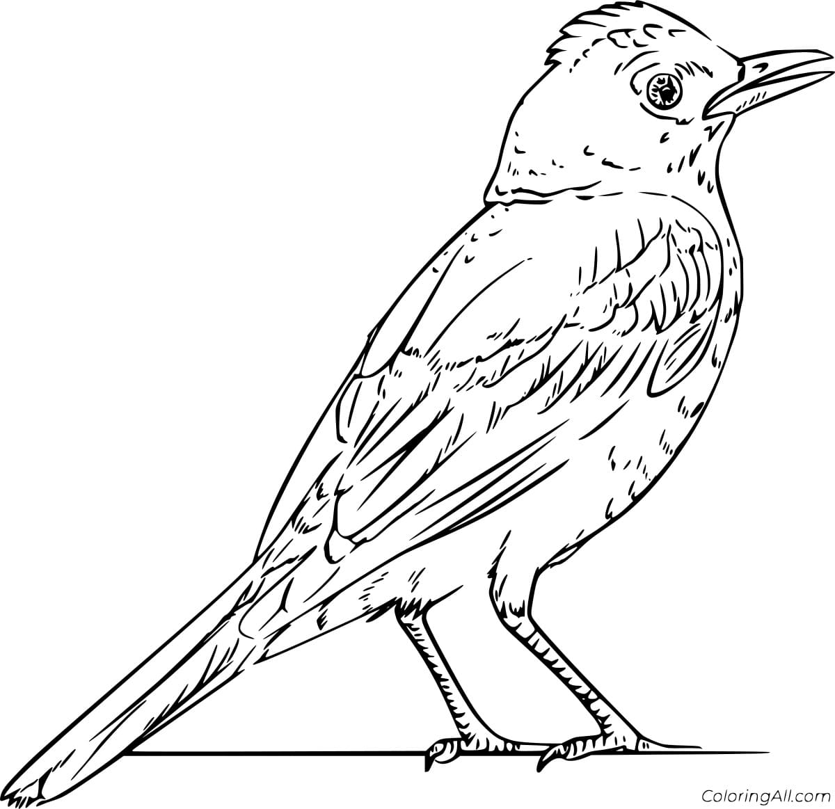 Realistic Robin Image For Kids Coloring Page
