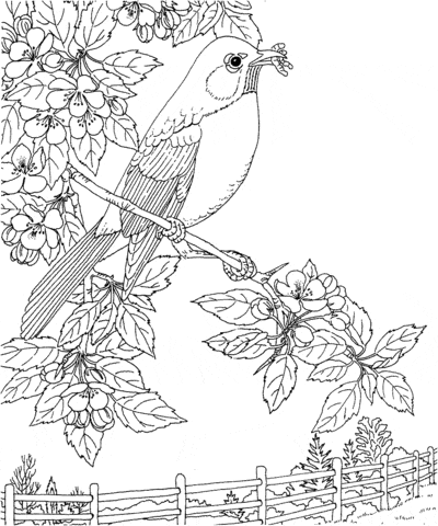 Robin And Apple Blossom Michigan State Bird And Flower Coloring Page