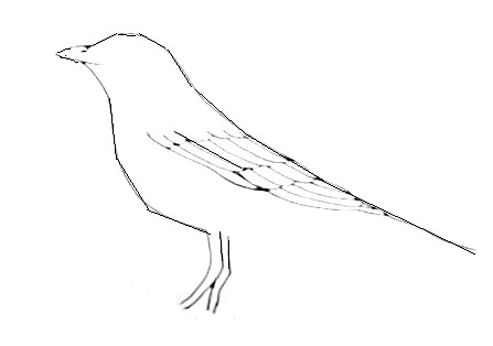 Robin-Drawing-3