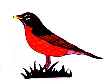 Robin-Drawing-7