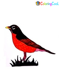8 Simple Steps To Create A Nice Robin Drawing – How To Draw A Robin Coloring Page