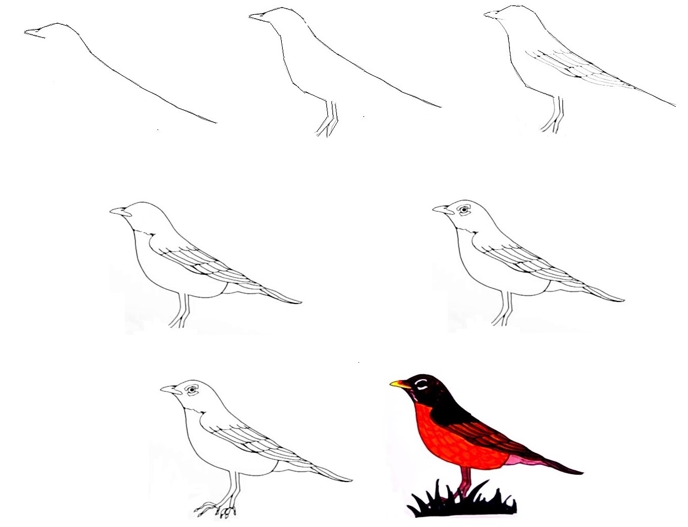 Robin-Drawing