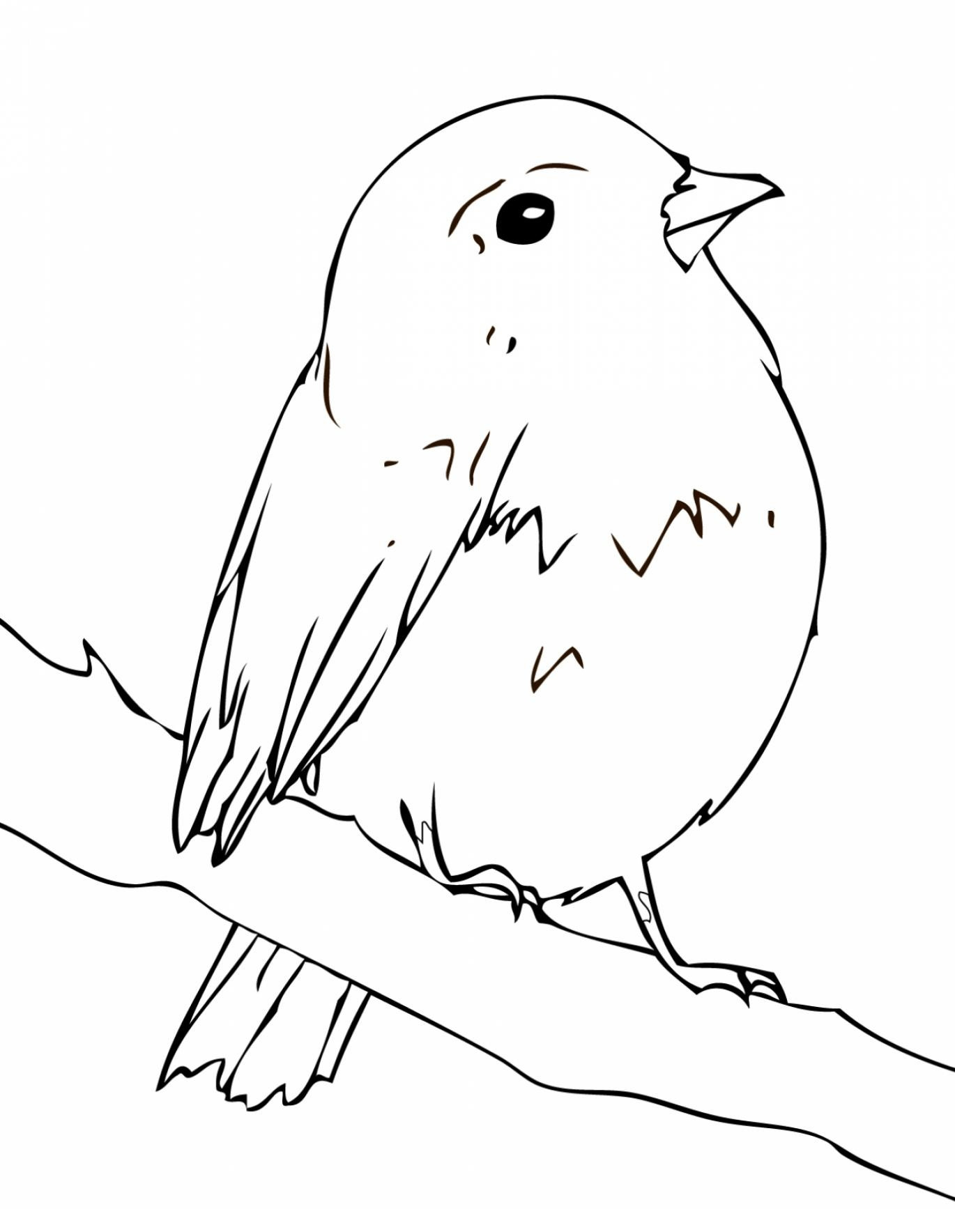 Robin Bird Coloring Page