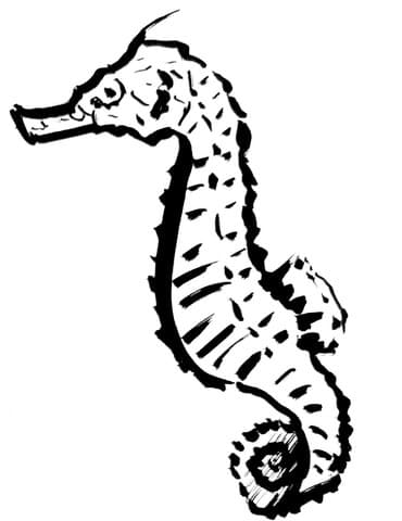 Seahorse For Children Coloring Page