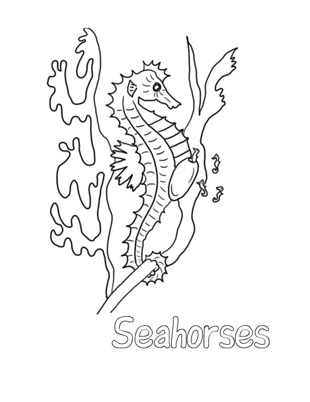 Seahorse For Kids Picture Coloring Page