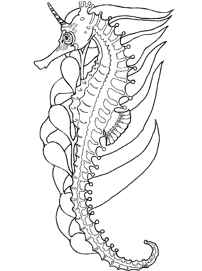 Seahorse For Kids Coloring Page
