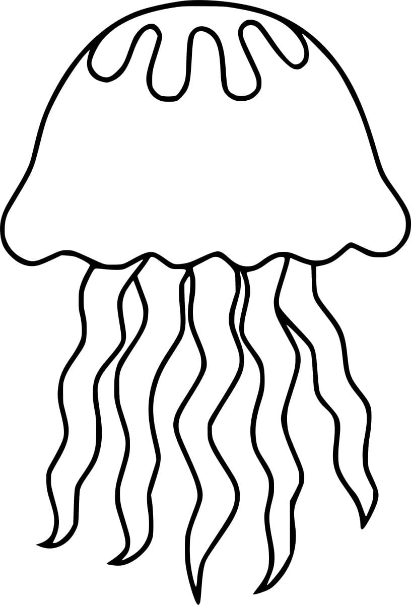 Simple Jellyfish