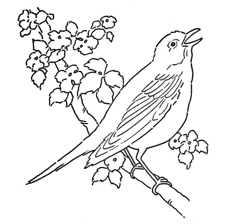 Singing Robin Bird Coloring Page
