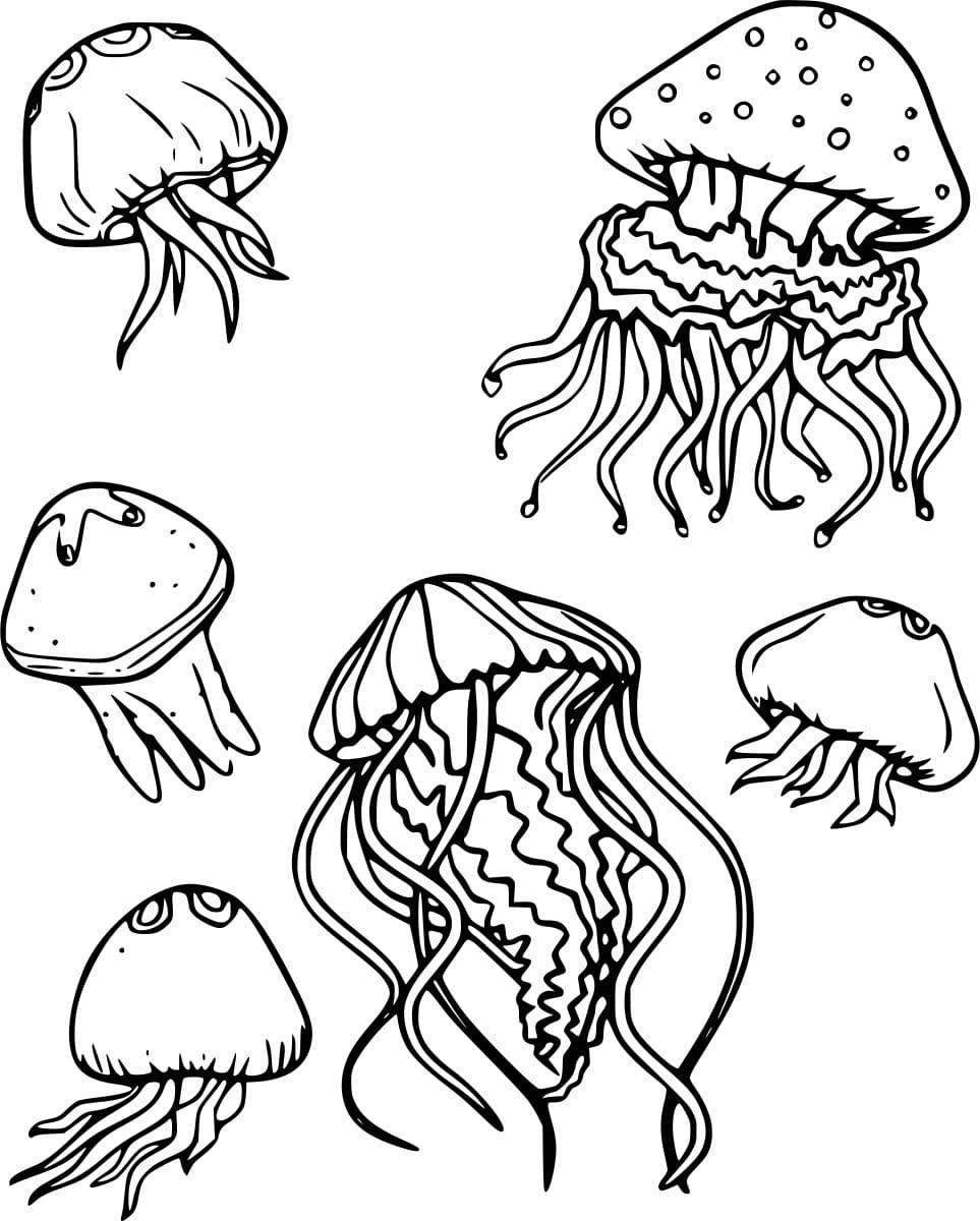 Six Jellyfish