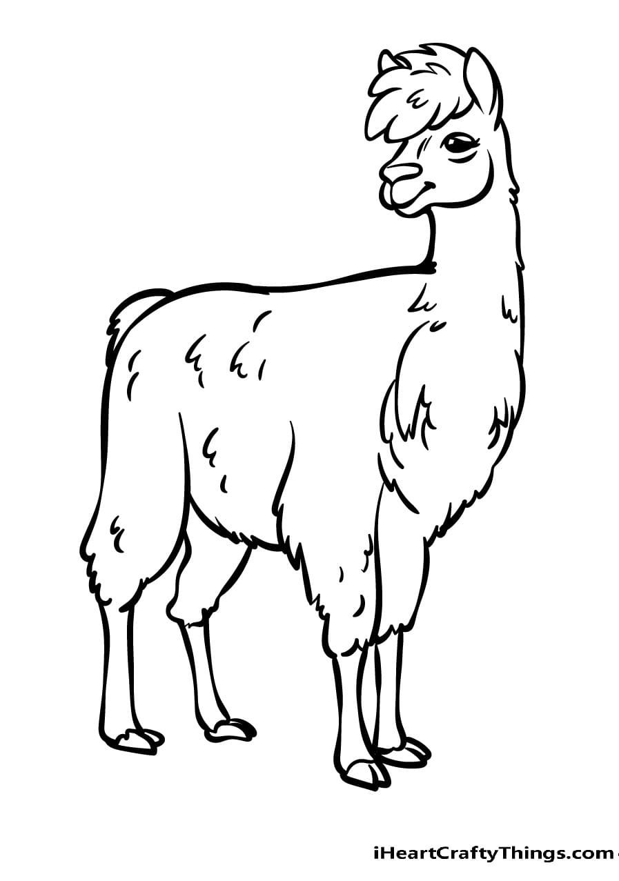South American Llama Image
