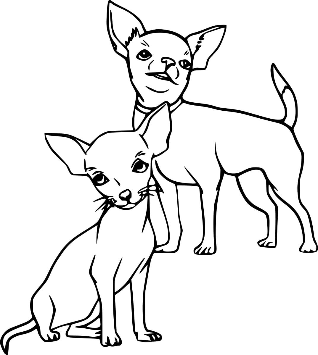 Two Chihuahua Dogs
