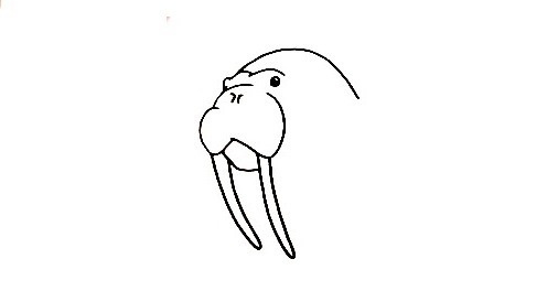 Walrus-Drawing-1
