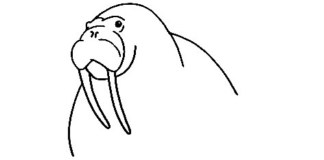 Walrus-Drawing-2