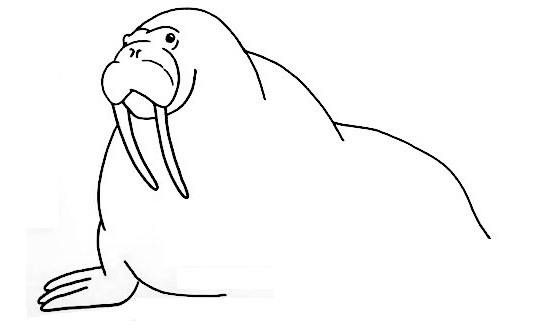 Walrus-Drawing-4