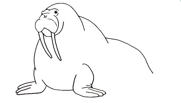 Walrus-Drawing-5