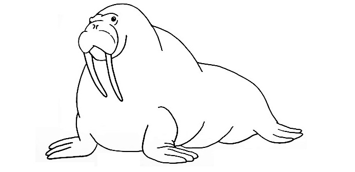 Walrus-Drawing-6