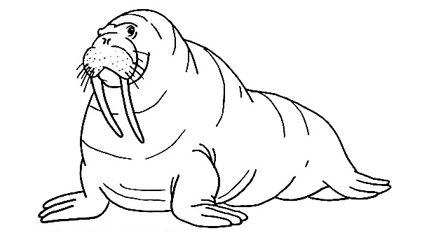 Walrus-Drawing-7