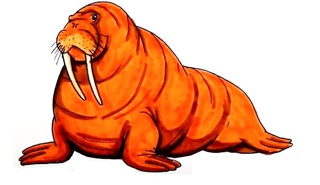 Walrus-Drawing-8