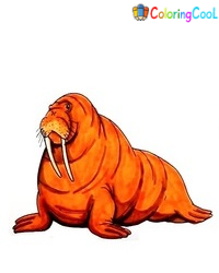 8 Easy Steps To Create A Walrus Drawing – How To Draw A Walrus Coloring Page