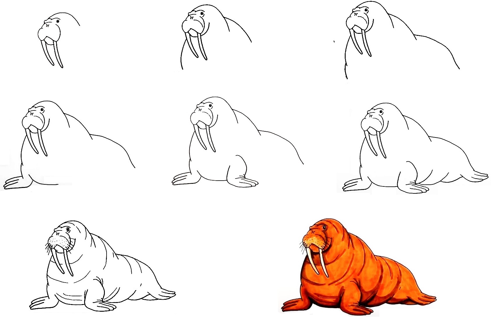 8 Easy Steps To Create A Walrus Drawing - How To Draw A Walrus