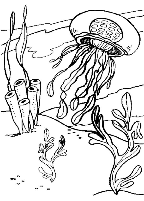 Zen Jellyfish Zendoodle Underwater Life