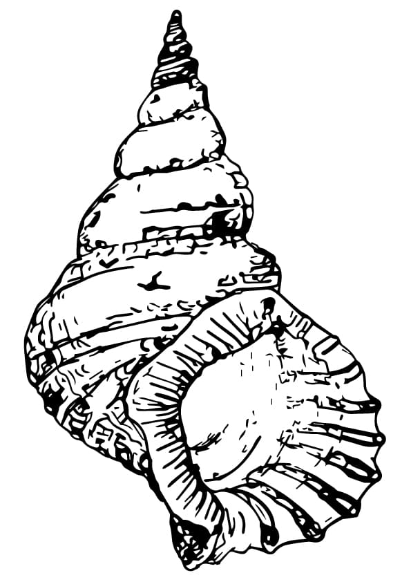 Big Shell Coloring Page