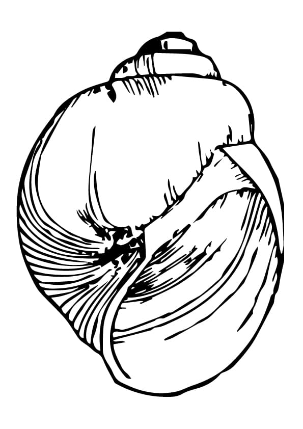 Big Size Shell Coloring Page