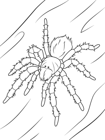Chilean Rose Tarantula Image For Kids Coloring Page